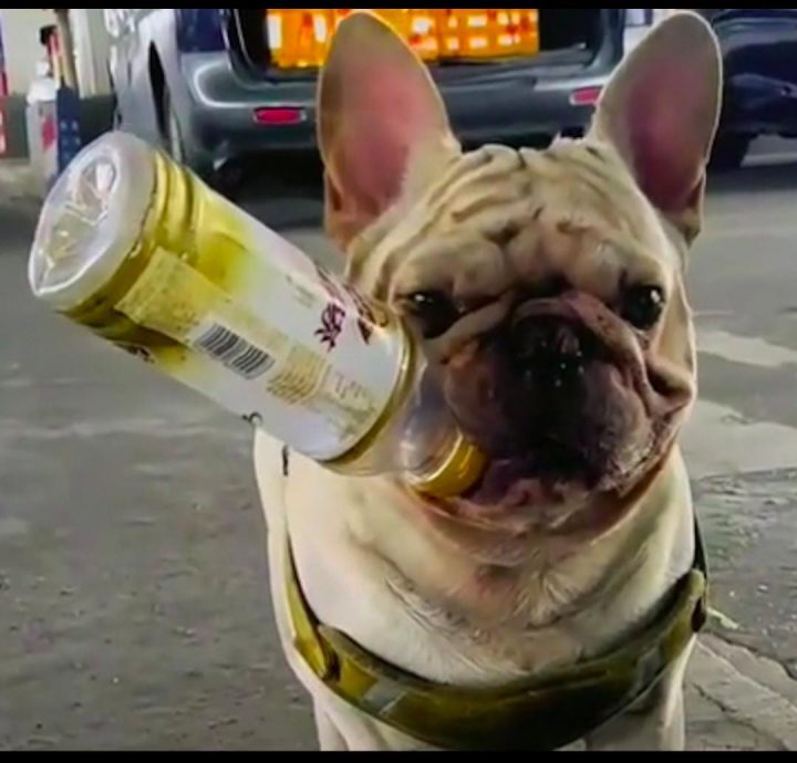 叼捡宝特瓶半小时一麻袋 斗牛犬为主人存1万收入