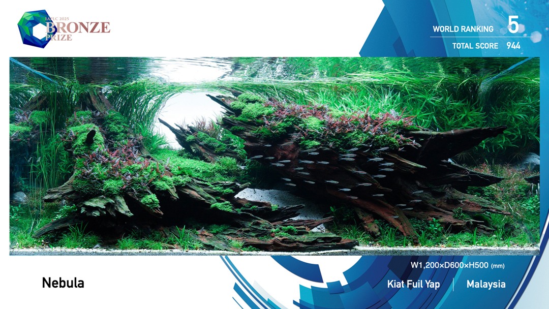 国际大赛夺第一和第五名 2大马水草造景师为国争光