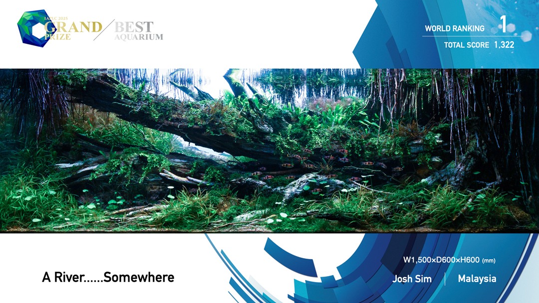 国际大赛夺第一和第五名 2大马水草造景师为国争光