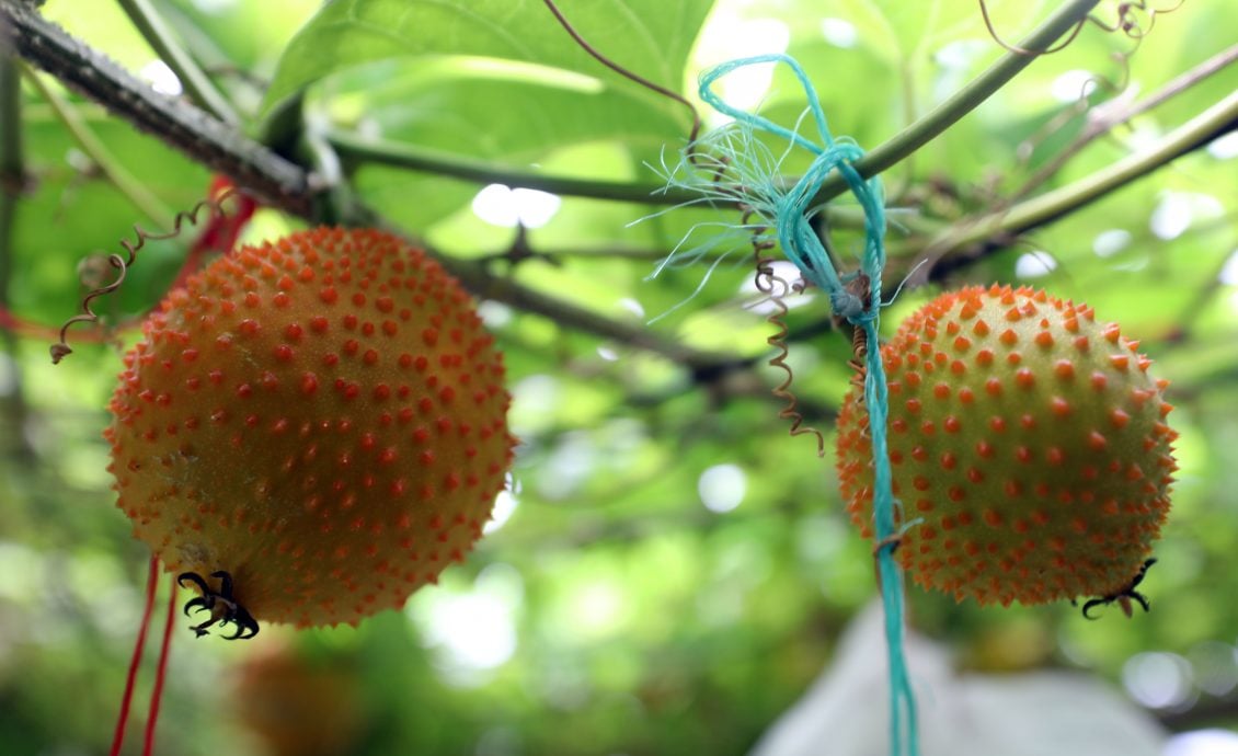 大都会/封面/班村12装置艺术勇闯雪新村复兴计划