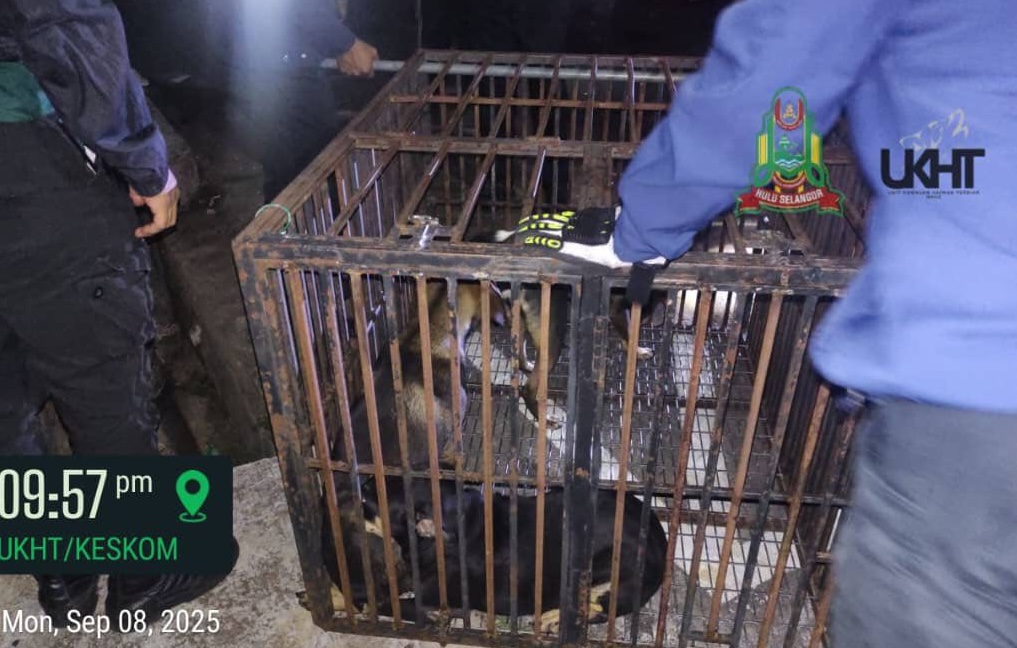 大都会//忧再发伤人事件,市议会捕狗/3图