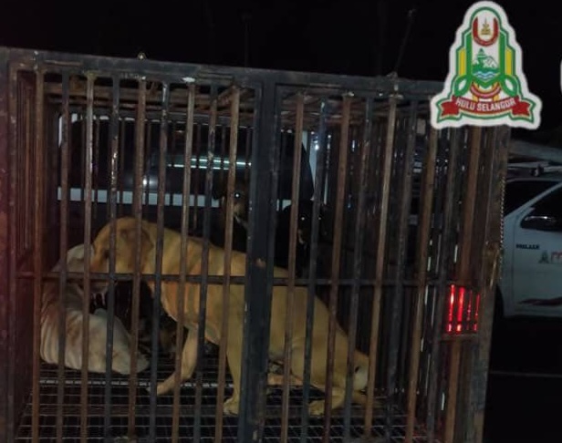 大都会//忧再发伤人事件,市议会捕狗/3图