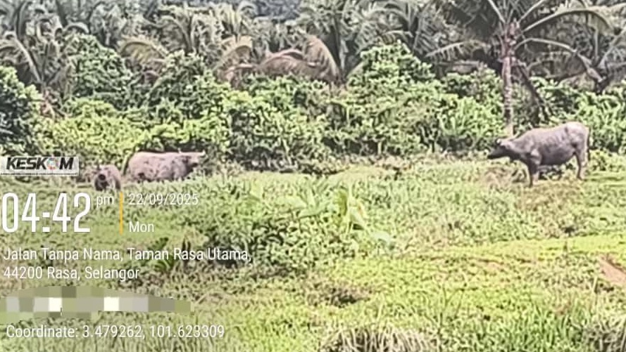  大都会：放养水牛扰民 牧者被罚/4图