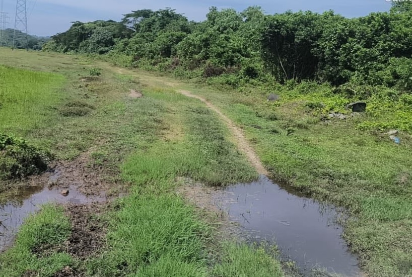  大都会：放养水牛扰民 牧者被罚/4图