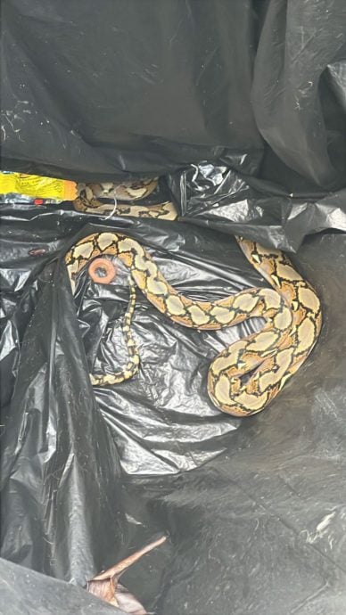 大都会/ME02双头之一/校园周边蟒蛇出没　董事会促市政厅关注