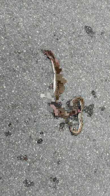 大都会/ME02双头之一/校园周边蟒蛇出没　董事会促市政厅关注