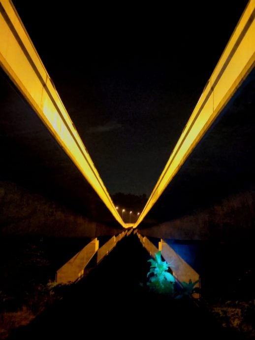 大都会/ME03头/万挠再现金黄西兰花雨林奇景/5图