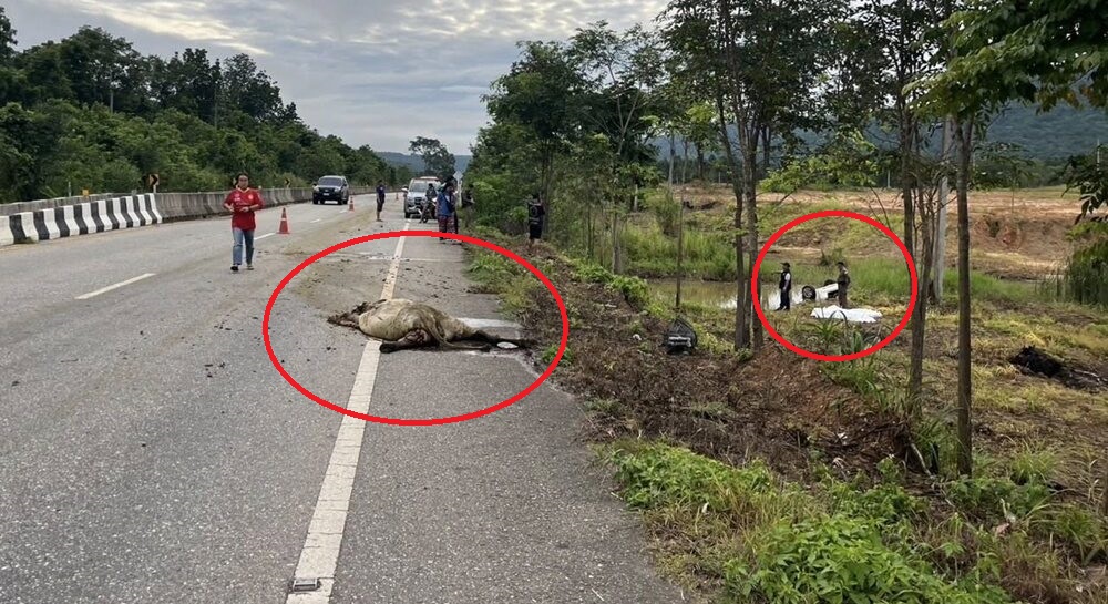 夫妇赴外坡弘扬佛法 牛只拦路车毁人亡