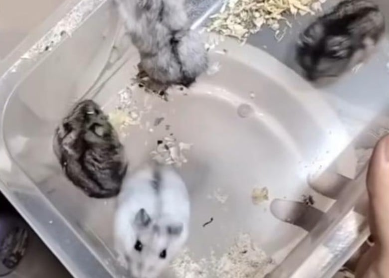 失恋丢10仓鼠入马桶冲走！ 女子恶毒作法惹众怒