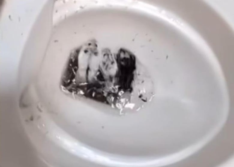 失恋丢10仓鼠入马桶冲走！ 女子恶毒作法惹众怒