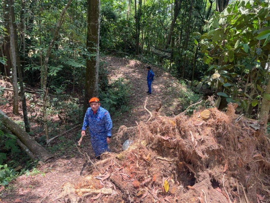 女子爬山疑误认野猪为老虎 虚惊一场