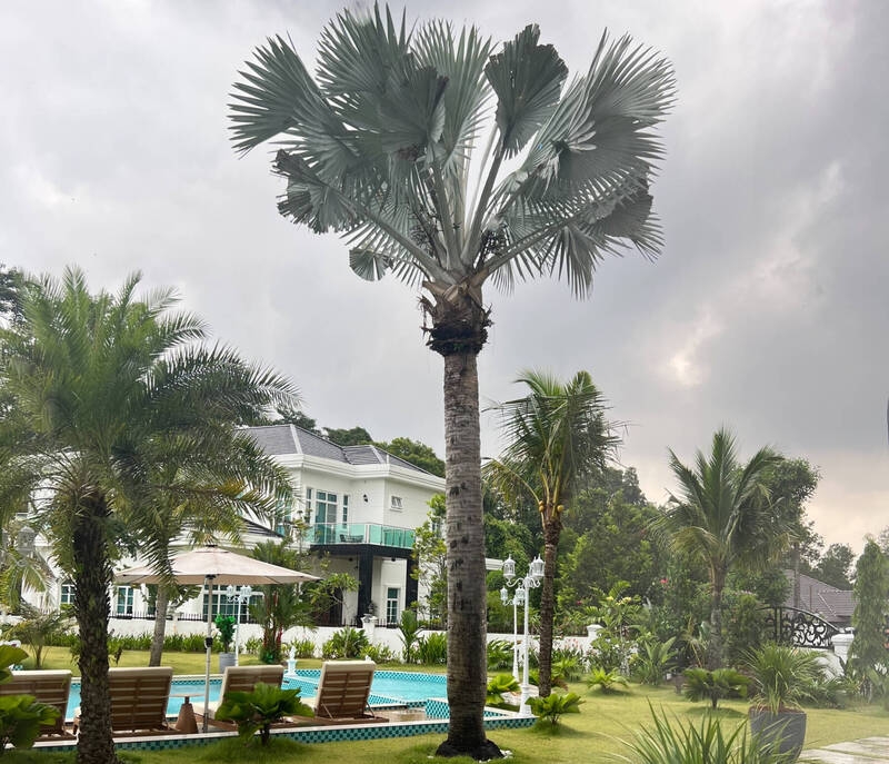 姜育恒马六甲别墅大公开 豪华程度让人惊叹