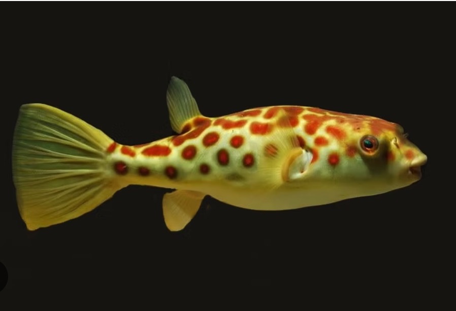 宠物鱼要价1600只付了1.60 业者无奈:鱼走钱也走!