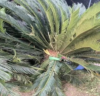 家人不帮清狗大便　女子竟将2只狗丢下21楼