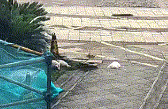 家人不帮清狗大便　女子竟将2只狗丢下21楼