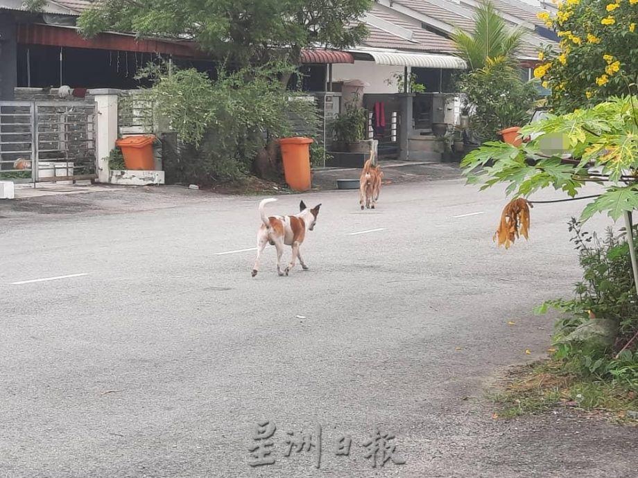 封面-大都会-跟进流浪狗课题/14图
