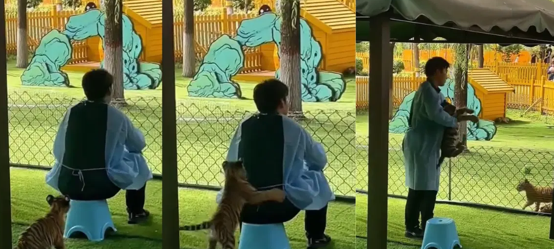 小虎崽“突袭”饲养员 萌翻全网齐呼“想换工作了！”