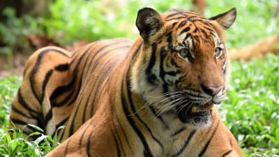 WWF:仅剩不到150头   马来亚虎遭猎杀 震惊