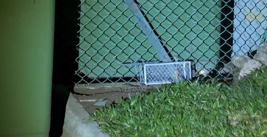 已签发 柔：狮城二三事:狮城上半年鼠洞激增 同比增加逾九成