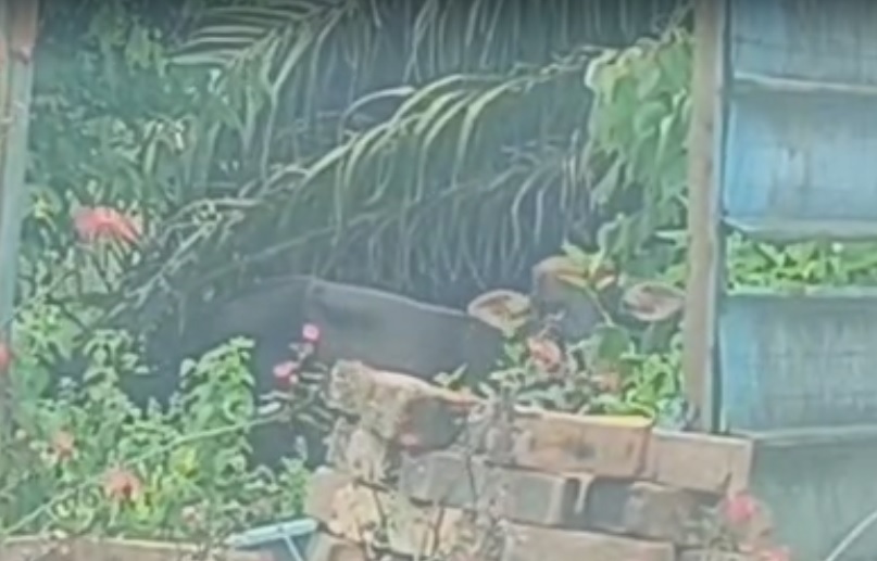 已签发 柔:罗兴亚难民村问题待解,古来一巷环境脏乱不堪