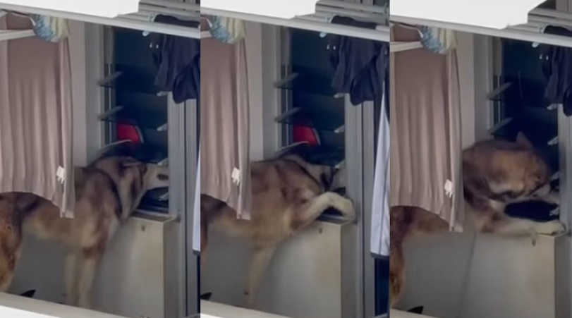 *已签发*柔：狮城二三事：哈士奇疑遭疏忽照顾  据知被绑晾衣处逾1个月