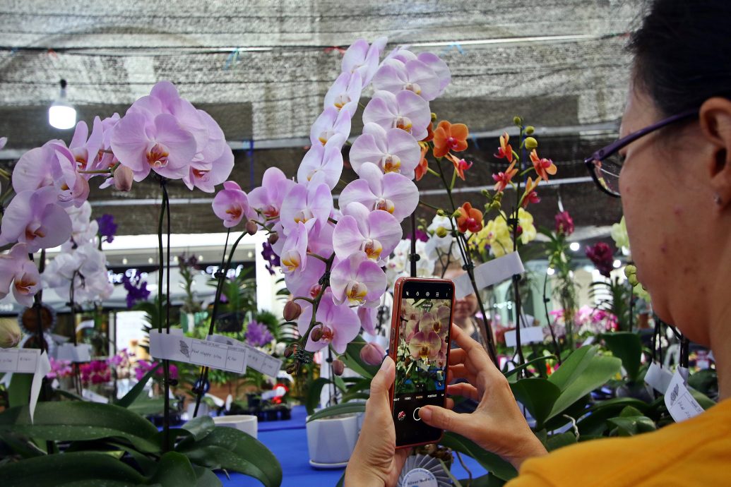 已签发（大北马）林慧英：团结就像兰花 须被悉心培育