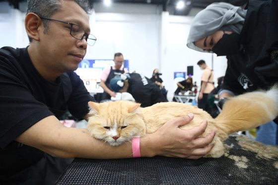 带宠物去宠物展，你是否了解它的意愿？