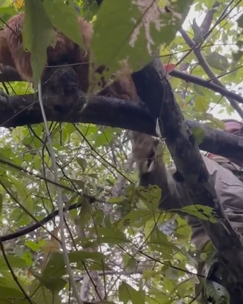 带爱猫露营竟走失 主人悬赏5千 5天后树上找到它