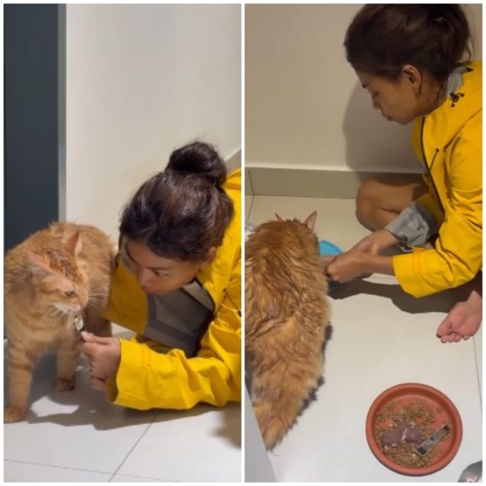 带爱猫露营竟走失 主人悬赏5千 5天后树上找到它