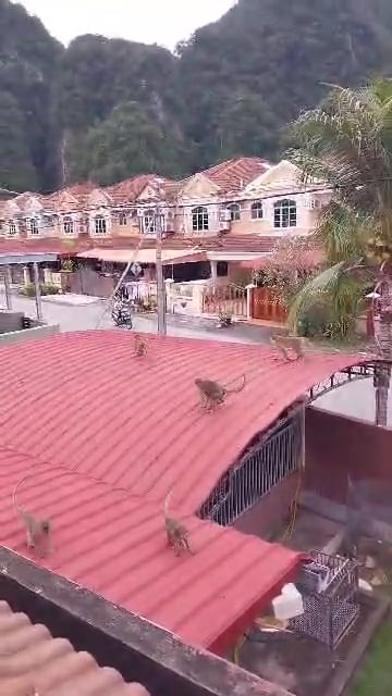 怡翡翠园猴群滋扰居民 设铁网一周捕近50猴