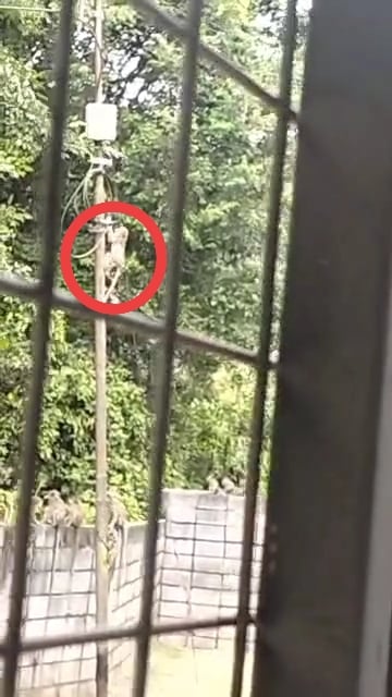 怡翡翠园猴群滋扰居民 设铁网一周捕近50猴