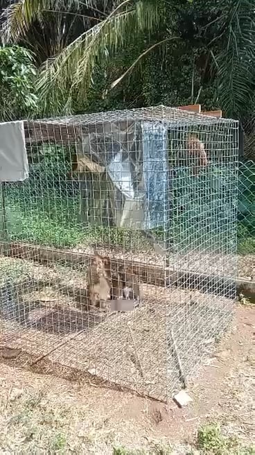 怡翡翠园猴群滋扰居民 设铁网一周捕近50猴