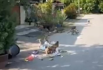 怡翡翠园猴群滋扰居民 设铁网一周捕近50猴