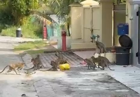 怡翡翠园猴群滋扰居民 设铁网一周捕近50猴