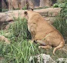 成都动物园狮子胖成球! 园方:已减肥一年仍无效