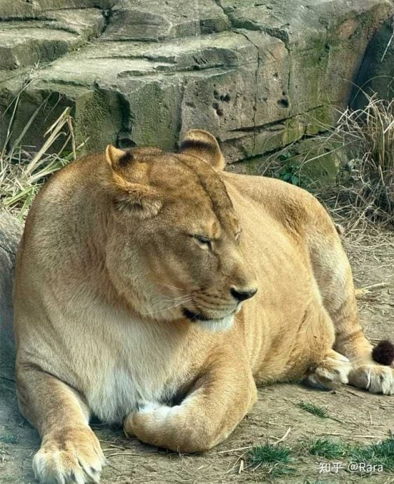 成都动物园狮子胖成球! 园方:已减肥一年仍无效