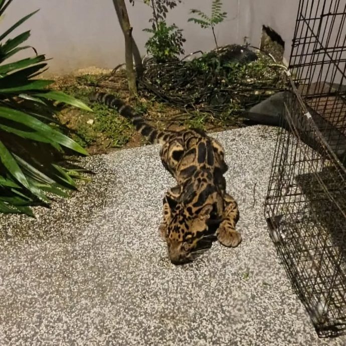 把云豹当老虎 居民吓坏急召民防队捉它