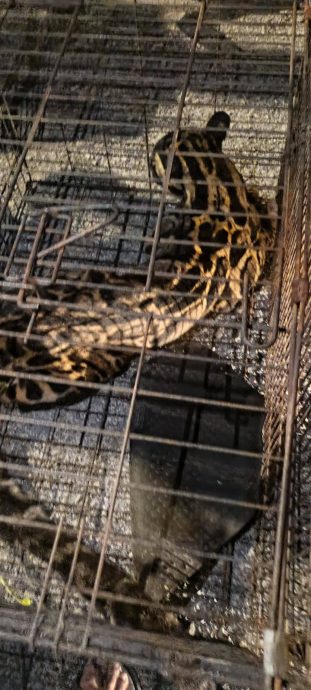 把云豹当老虎 居民吓坏急召民防队捉它