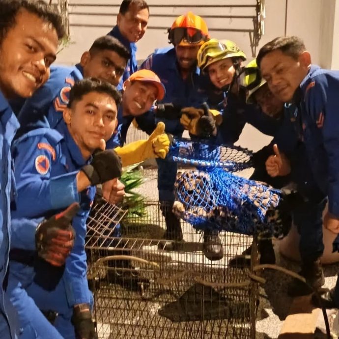 把云豹当老虎 居民吓坏急召民防队捉它