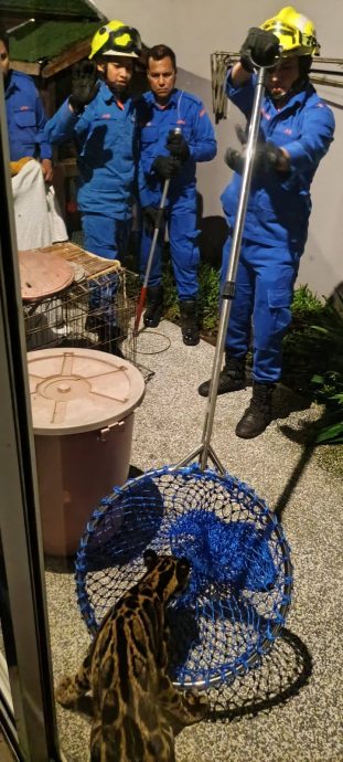 把云豹当老虎 居民吓坏急召民防队捉它