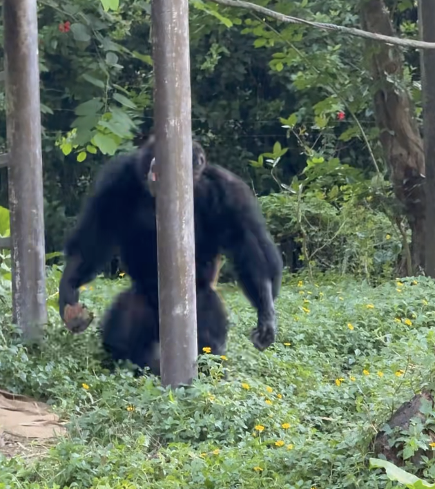 拒听饲养员指示还发脾气 黑猩猩扔石砸伤女童