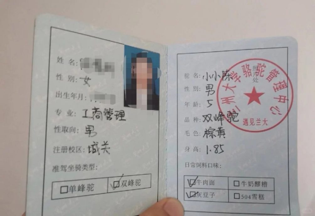 拚图两图未签)兰大学生持证骑骆驼返学？