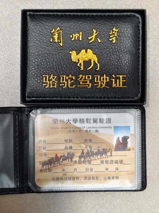 拚图两图未签)兰大学生持证骑骆驼返学？