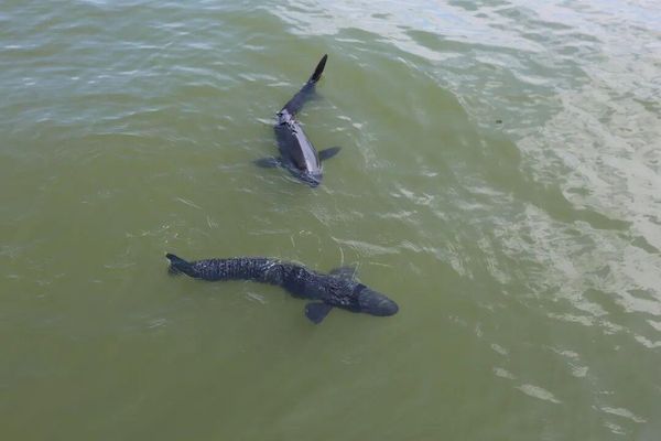 拚图两图)杭州西湖出现机器鱼 能打捞手机钱包