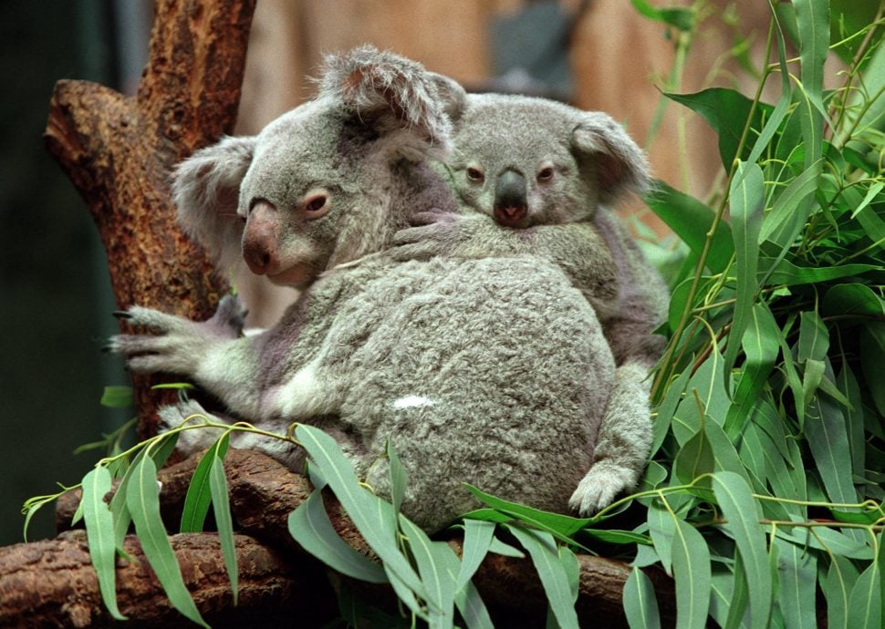 拚图)保护无尾熊　澳洲新南威尔斯州大片林地暂停伐木