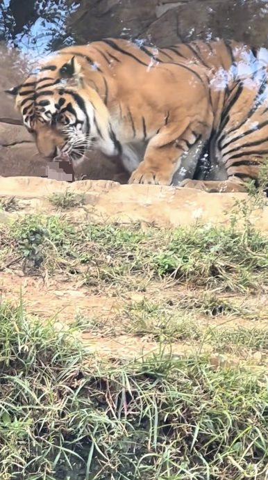 拼图）云南动物园母虎产子后当众吞食惊呆游客	