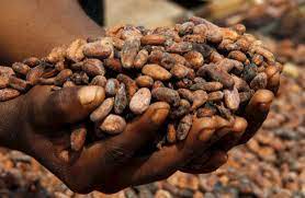 拼盘 研究：可可补充剂展现出强大抗衰老潜力