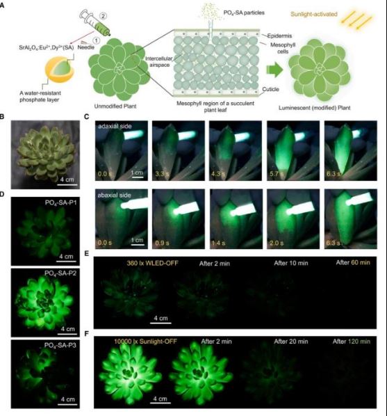 拼盘/新研究培育多肉植物发光  “阿凡达世界”不是梦