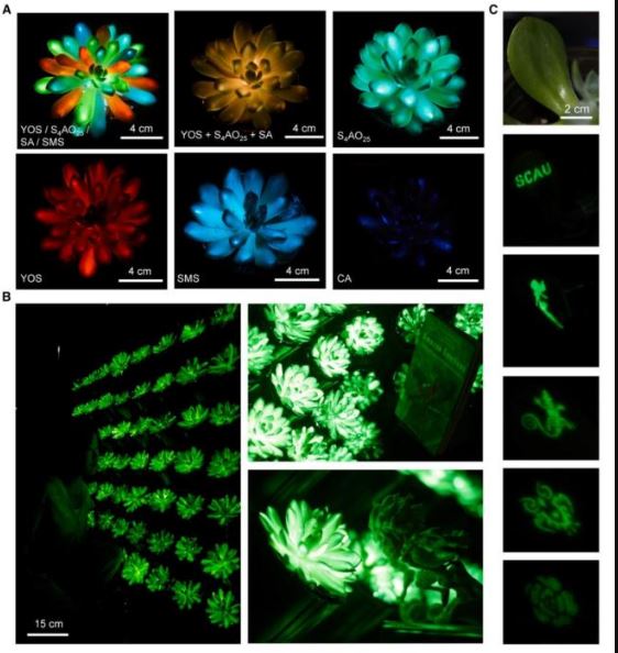 拼盘/新研究培育多肉植物发光  “阿凡达世界”不是梦