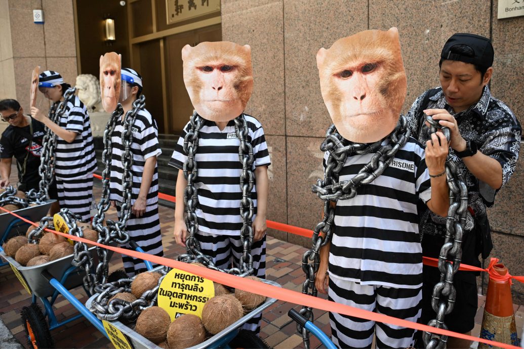 拼盘)善待动物组织领馆前示威 抗议泰国椰子产业虐猴